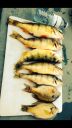 Filename=attachID_7354_postID_73011_image.jpg
Filesize=286KiB
Dimensions=640x1136
Date added=Dec 02, 2016 attachID_7354_postID_73011_image.jpg