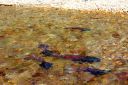 Filename=attachID_7407_postID_73493_salmon01.jpg
Filesize=82KiB
Dimensions=640x427
Date added=Dec 02, 2016 attachID_7407_postID_73493_salmon01.jpg