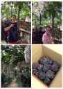 Filename=attachID_7571_postID_74853_image.jpg
Filesize=308KiB
Dimensions=812x1136
Date added=Dec 02, 2016 attachID_7571_postID_74853_image.jpg