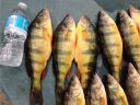 attachID_7623_postID_75425_many_perch.jpg