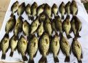attachID_7647_postID_75688_crappies.JPG