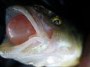 Filename=attachID_7821_postID_77455_7.jpg
Filesize=78KiB
Dimensions=1080x810
Date added=Dec 02, 2016 attachID_7821_postID_77455_7.jpg