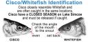 Filename=attachID_8221_postID_79815_diff.jpg
Filesize=116KiB
Dimensions=649x317
Date added=Dec 02, 2016 attachID_8221_postID_79815_diff.jpg