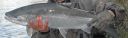 Filename=attachID_8300_postID_80426_DSCF3188.JPG
Filesize=152KiB
Dimensions=901x268
Date added=Dec 02, 2016 attachID_8300_postID_80426_DSCF3188.JPG