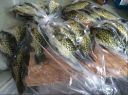 Filename=attachID_8941_postID_85098_crappie005.jpg
Filesize=155KiB
Dimensions=1200x894
Date added=Dec 02, 2016 attachID_8941_postID_85098_crappie005.jpg
