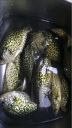 Filename=attachID_9091_postID_86245_crappie009.jpg
Filesize=258KiB
Dimensions=648x1152
Date added=Dec 02, 2016 attachID_9091_postID_86245_crappie009.jpg