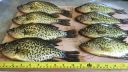 Filename=attachID_9094_postID_86245_crappie012.jpg
Filesize=335KiB
Dimensions=1152x648
Date added=Dec 02, 2016 attachID_9094_postID_86245_crappie012.jpg