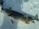 Filename=attachID_9954_postID_93289_laker_whitefish1.jpg
Filesize=173KiB
Dimensions=1151x863
Date added=Dec 02, 2016 attachID_9954_postID_93289_laker_whitefish1.jpg
