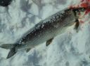 Filename=attachID_9955_postID_93289_laker_whitefish2.jpg
Filesize=216KiB
Dimensions=1151x863
Date added=Dec 02, 2016 attachID_9955_postID_93289_laker_whitefish2.jpg