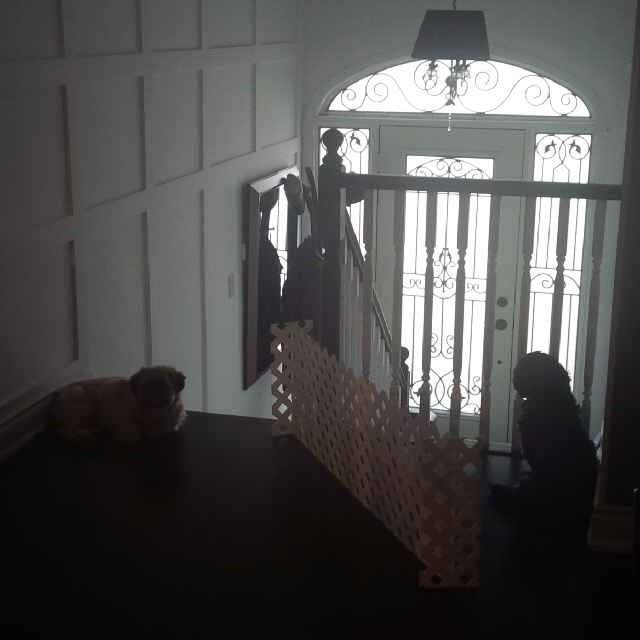 These 2 have been here all morning!!!i think they want u to come come.jpg
