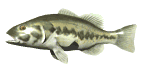 :largie